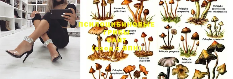 где купить   Владикавказ  Галлюциногенные грибы Psilocybe 